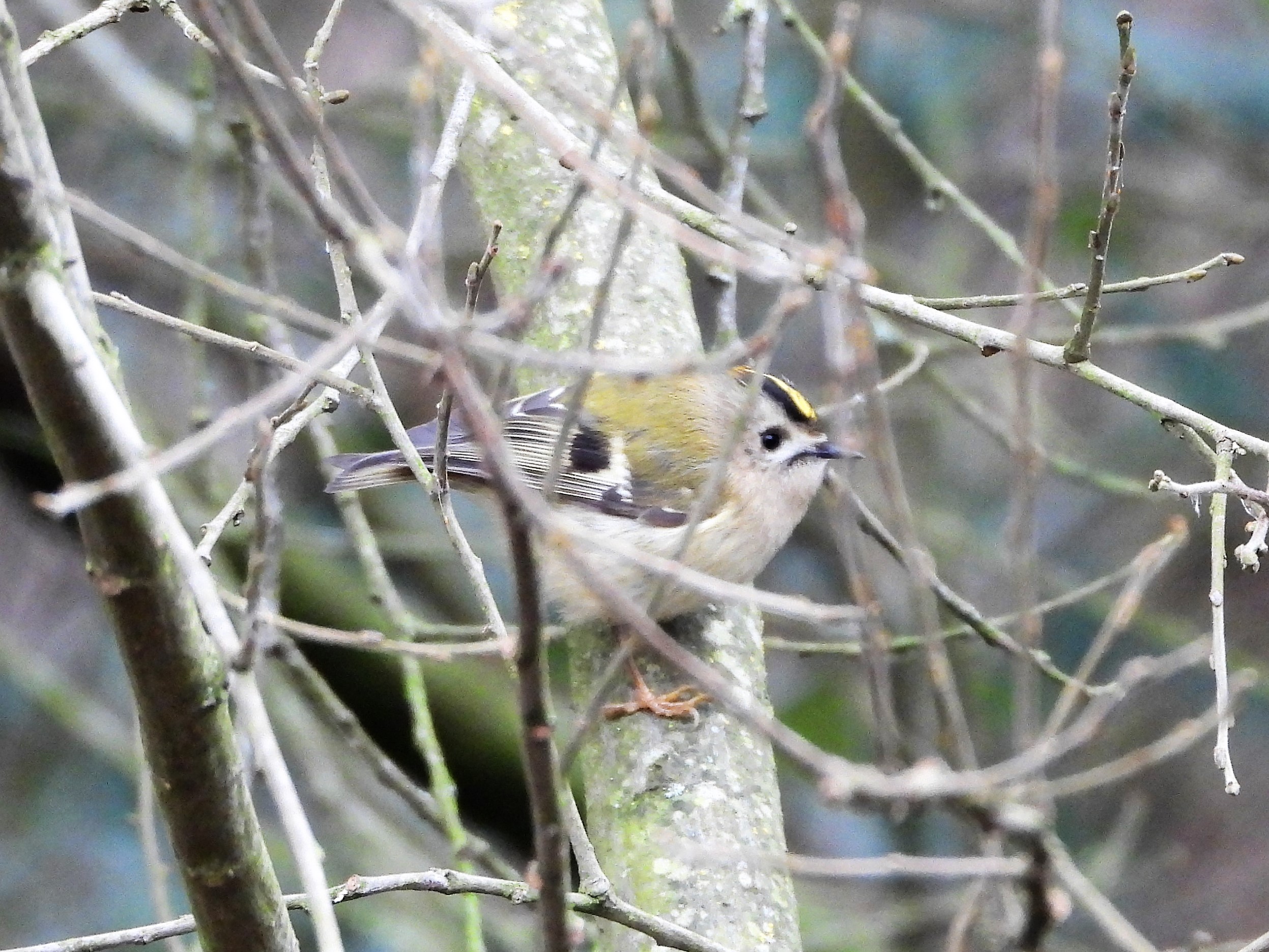 Goldcrest