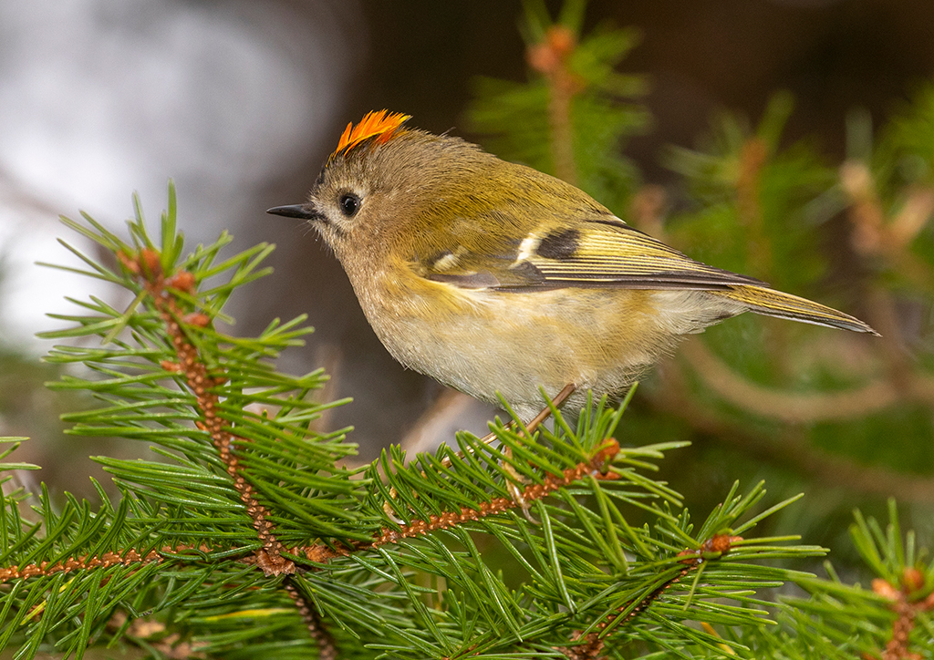 Goldcrest