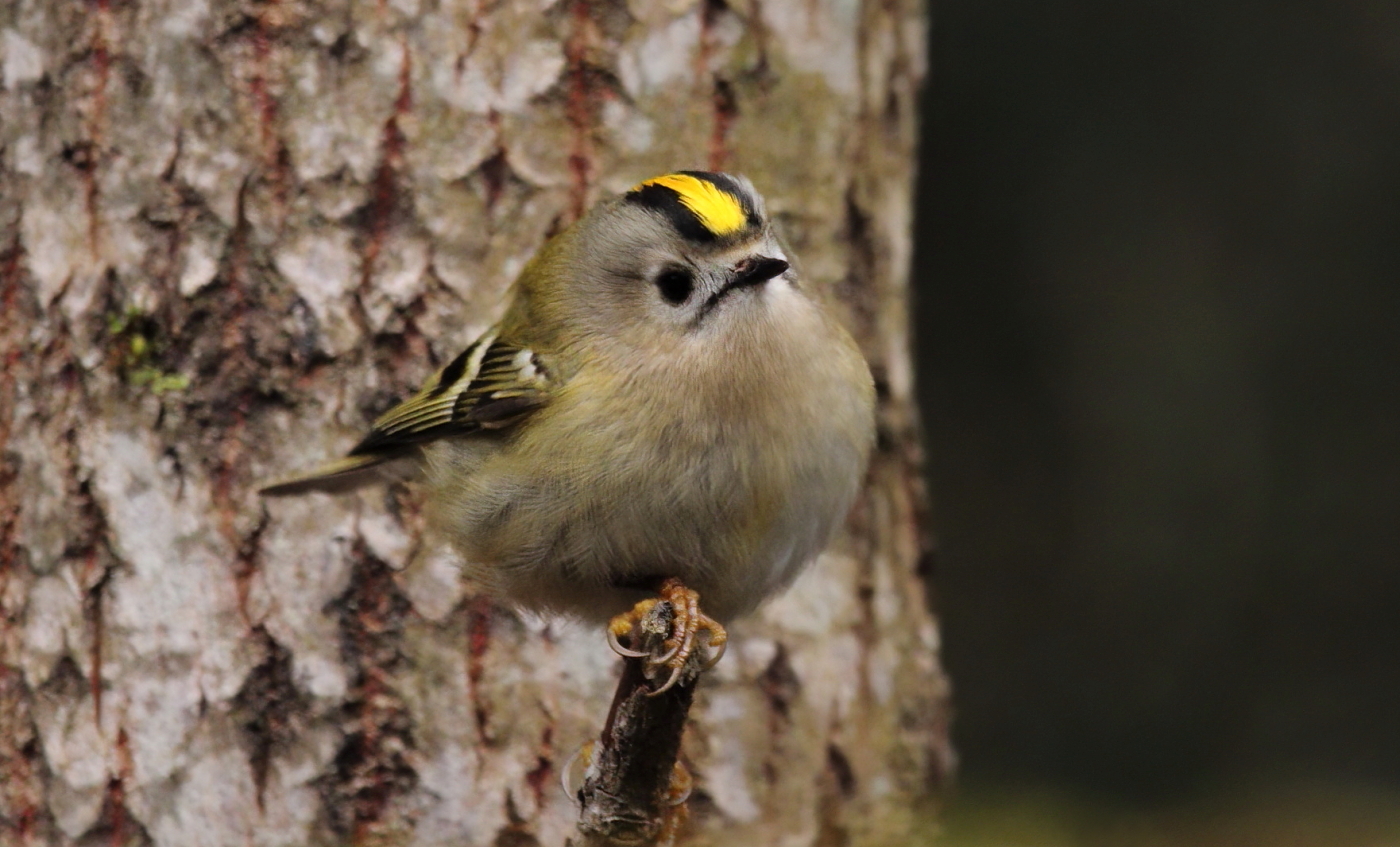 Goldcrest