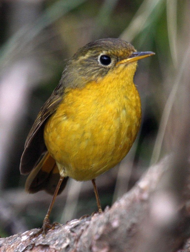 Golden Bush Robin Tarsiger chrysaeus   - Female