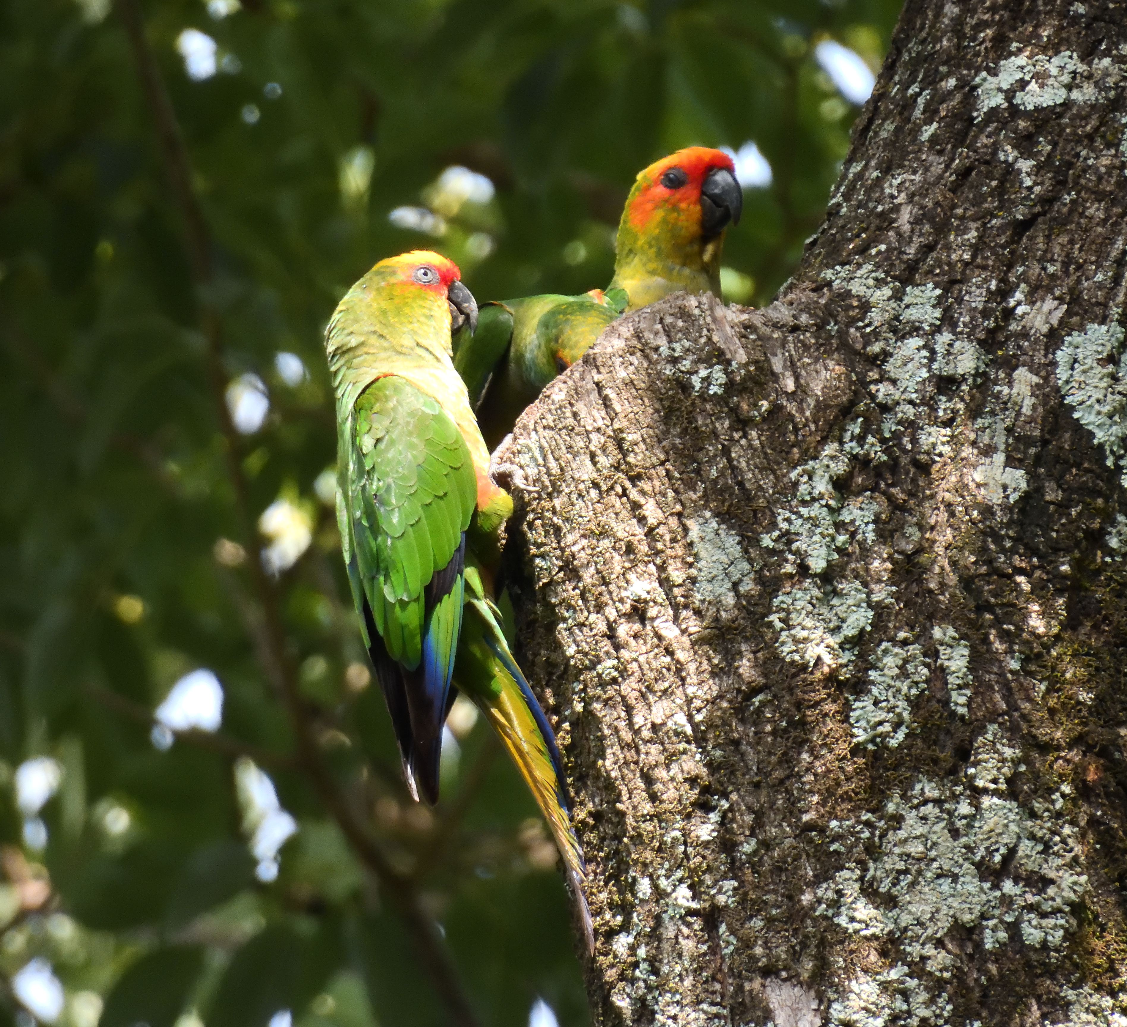 Golden-capped Parakeet