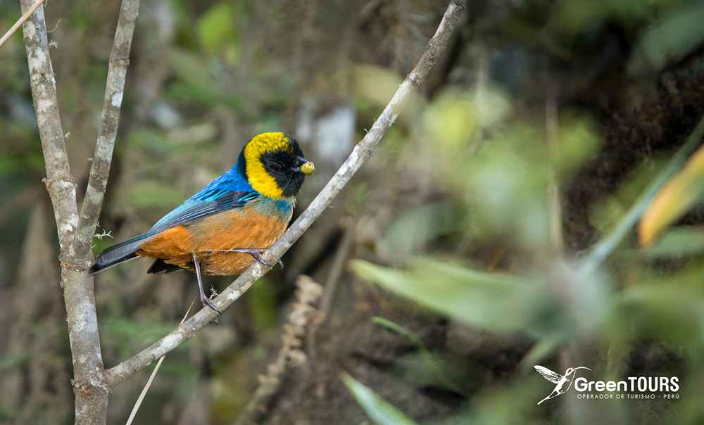 Golden-collared Tanager