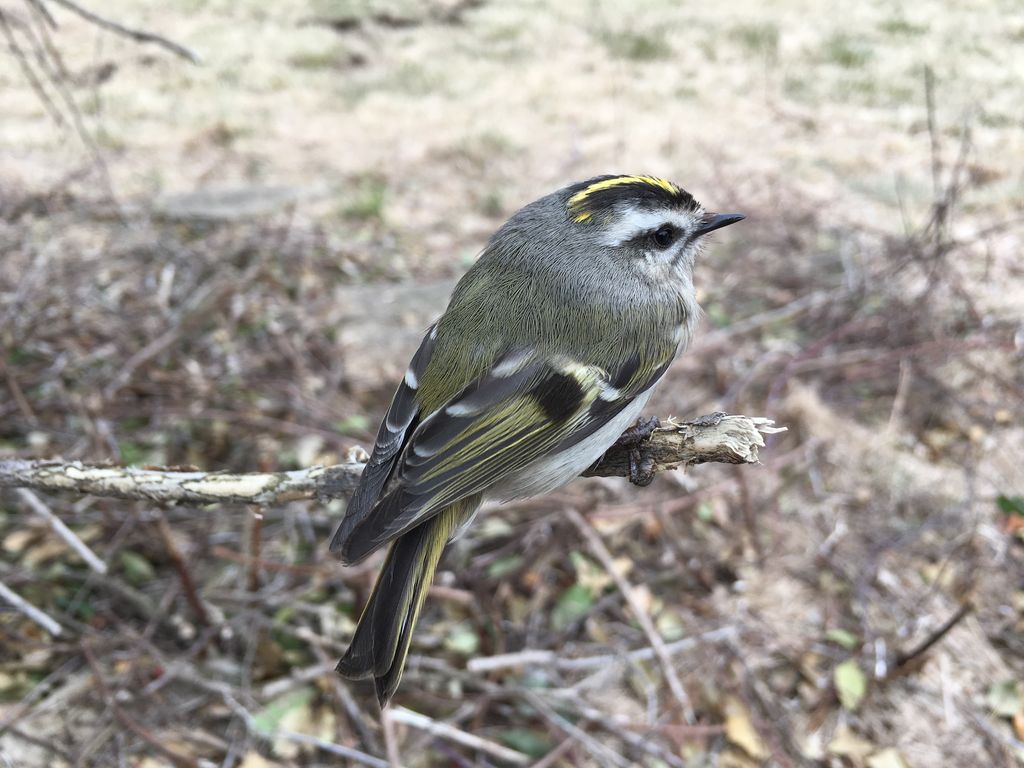 Golden-crowned Kinglet