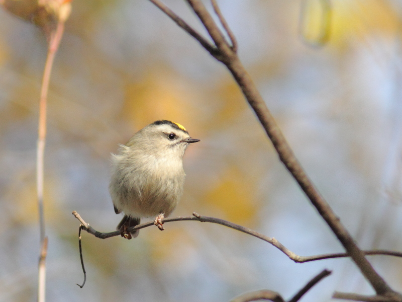 Golden-crowned Kinglet