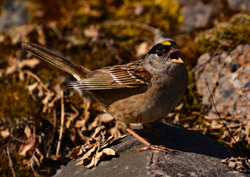 Golden-crowned Sparrow