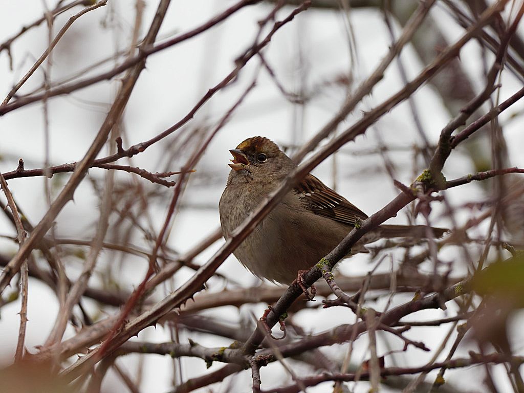 Golden-crowned sparrow