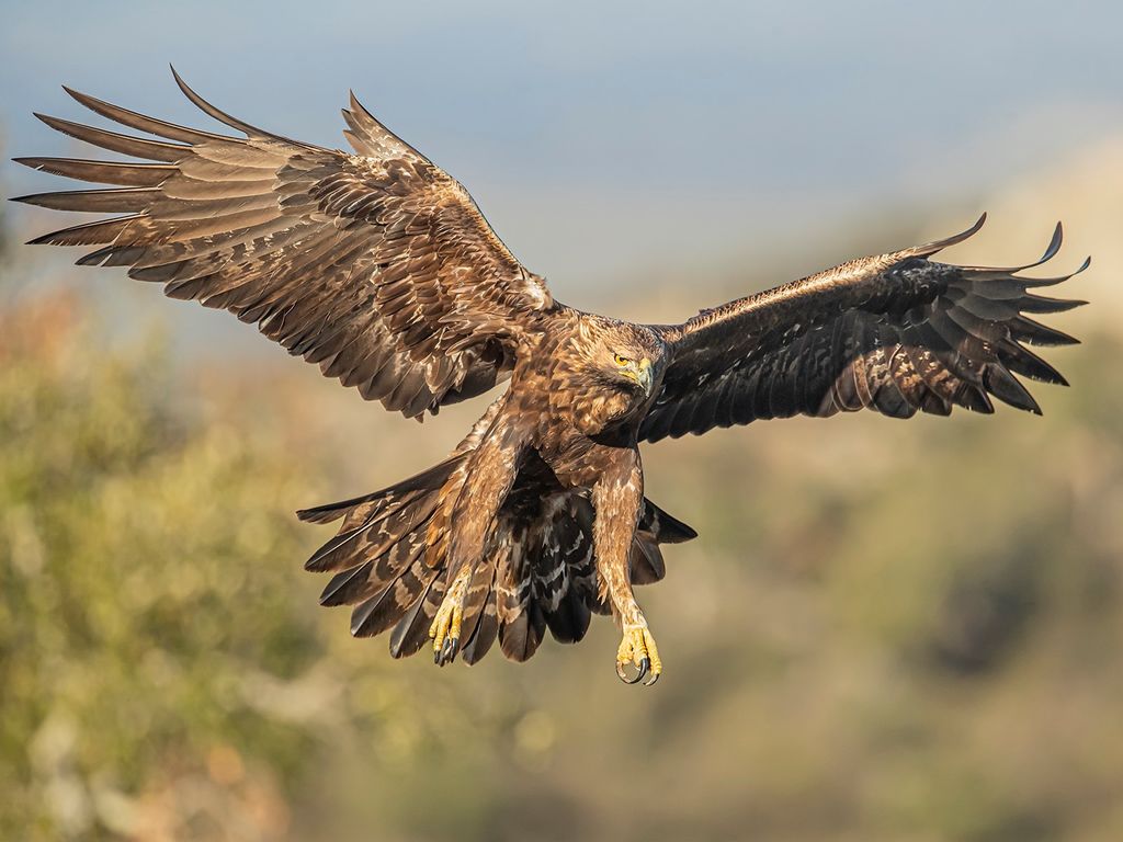 Golden Eagle