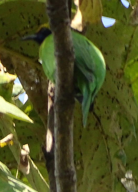 Golden-fronted Leafbird