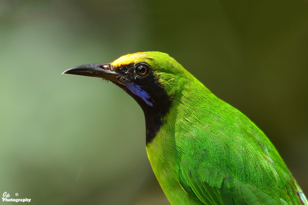 Golden-fronted Leafbird