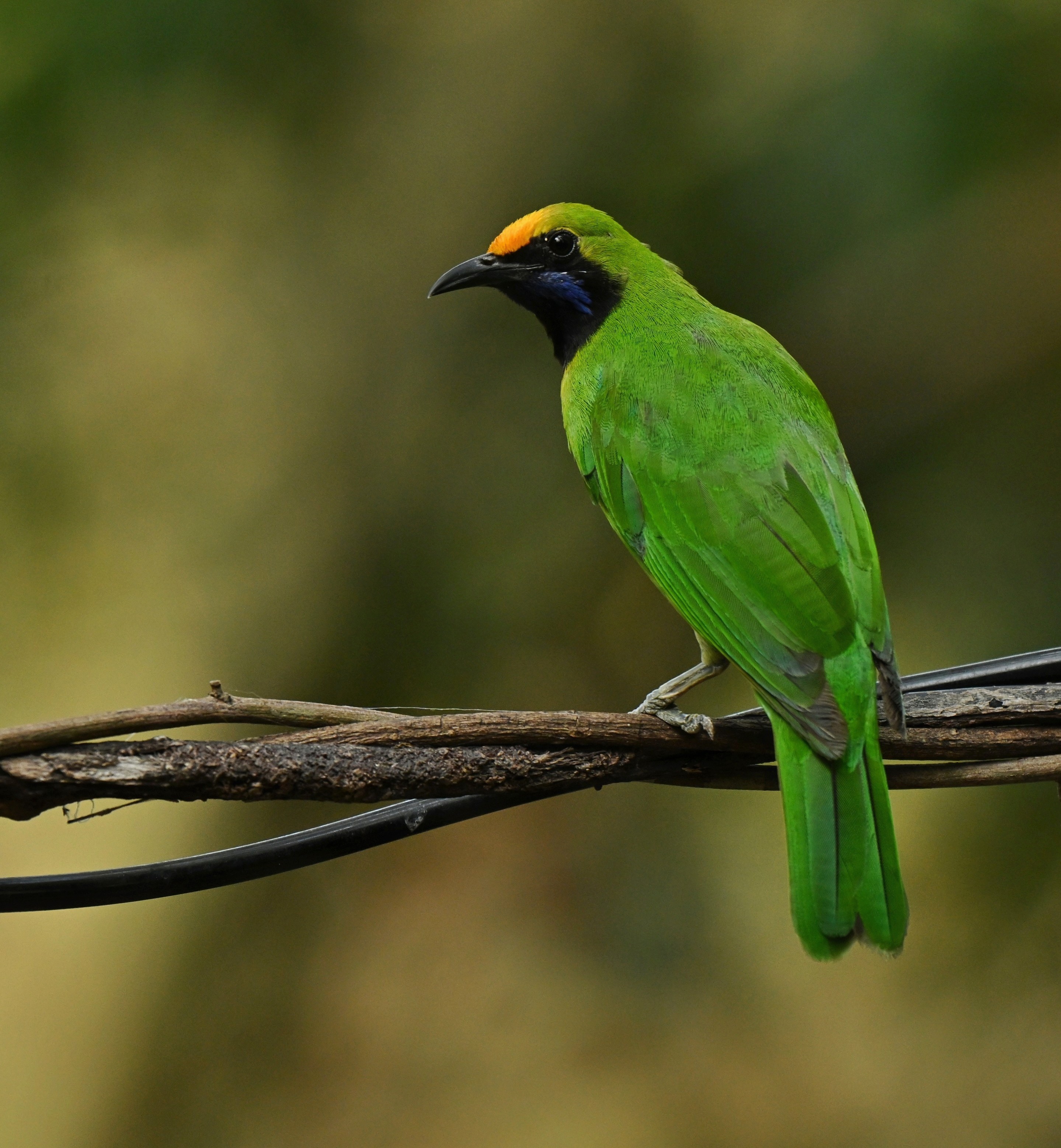 Golden fronted leafbird.