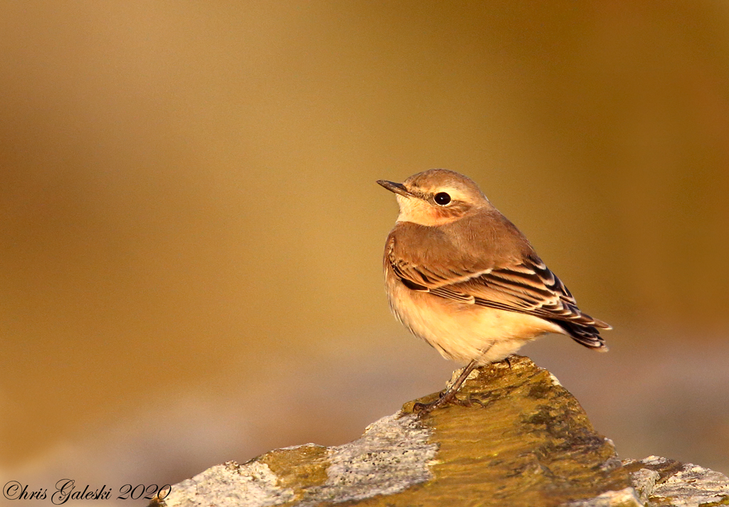 Golden-Hour--Juvenile-Wheatear-20202