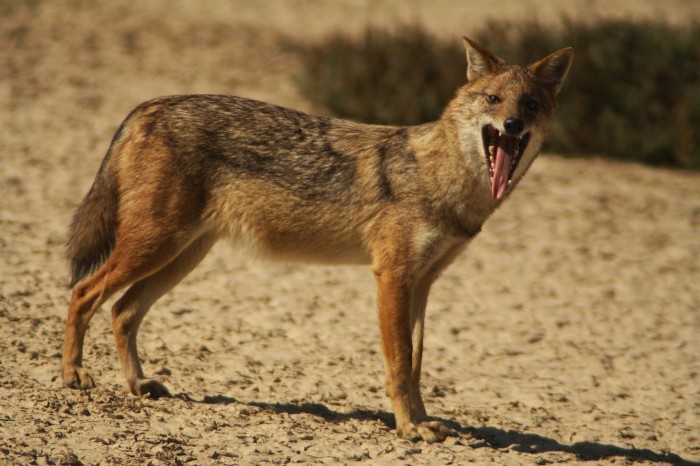 Golden Jackal