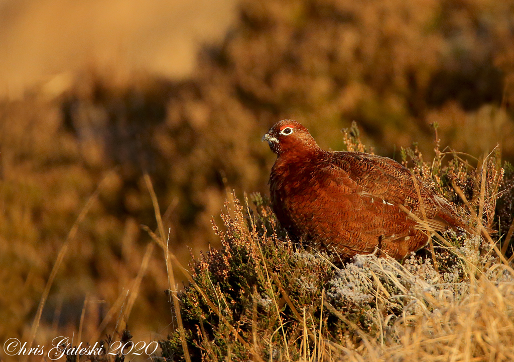 Golden-Light-Grouse-Christmas-Day--2020.jpg