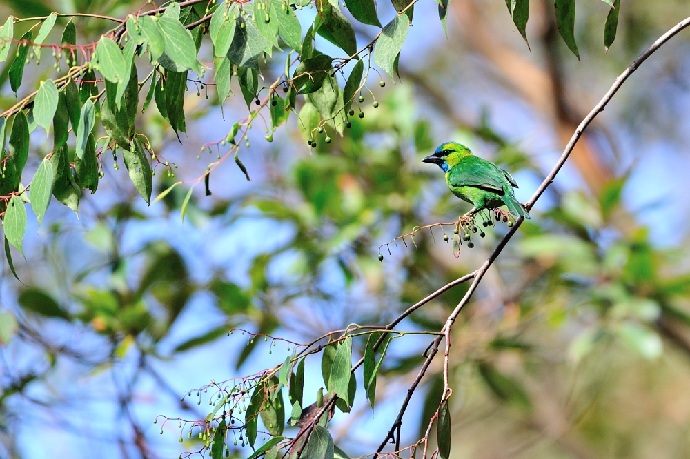 Golden-naped Barbet