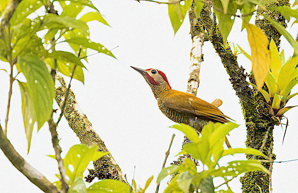 Golden-Olive Woodpecker, male
