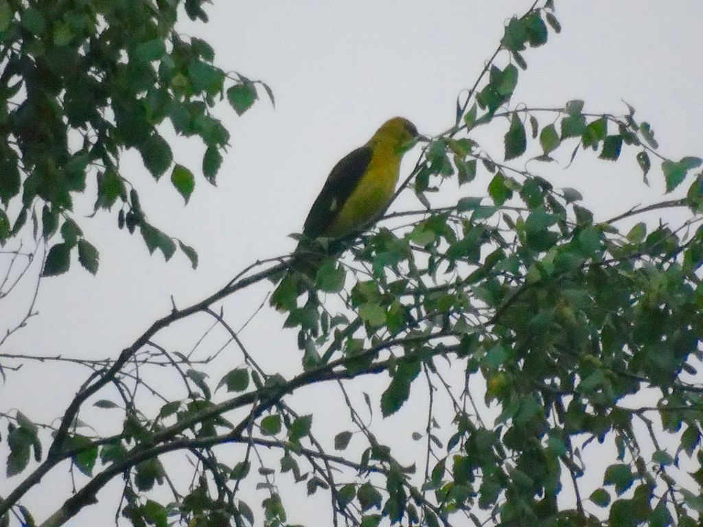 Golden oriole