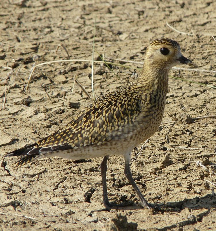 Golden Plover.