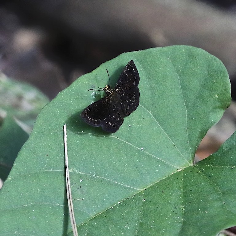 Golden-snouted Sootywing