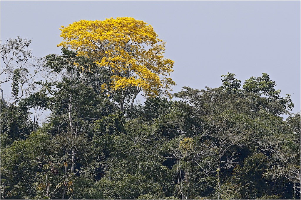 Golden Tabebuia