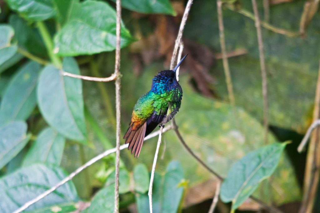 Golden-Tailed Sapphire (Chrysuronia oenone)