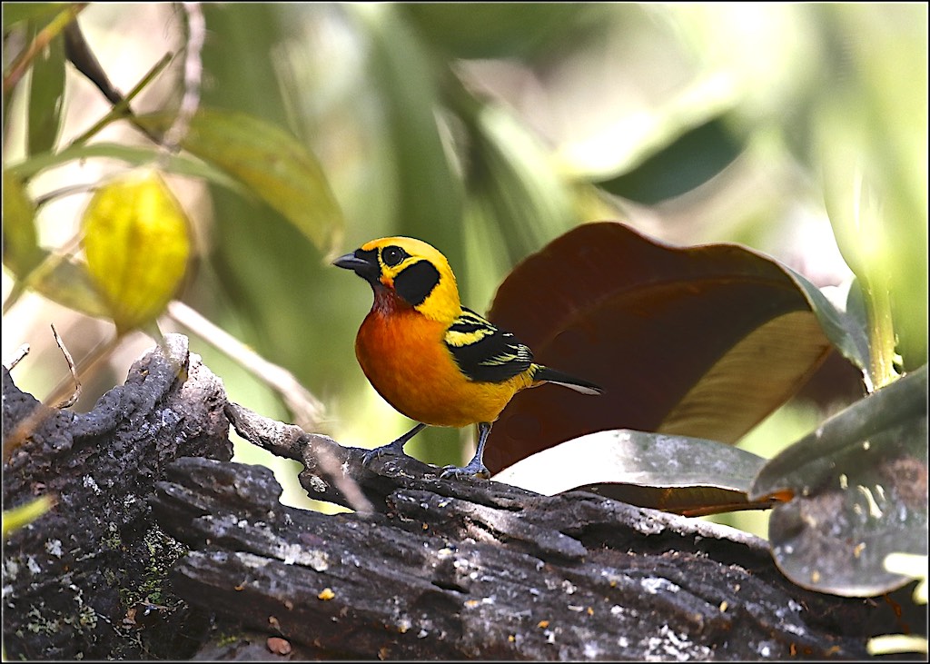 Golden Tanager