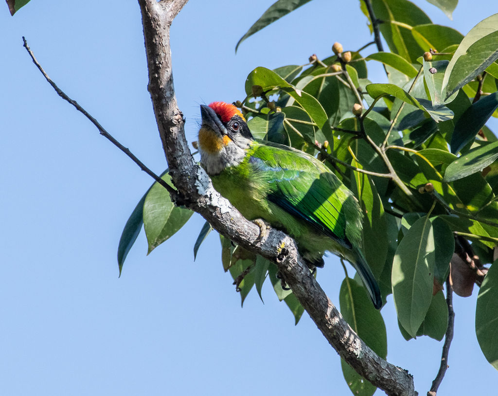 Golden-throated Barbet