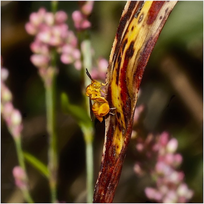 Golden-yellow Chalcid Wasp