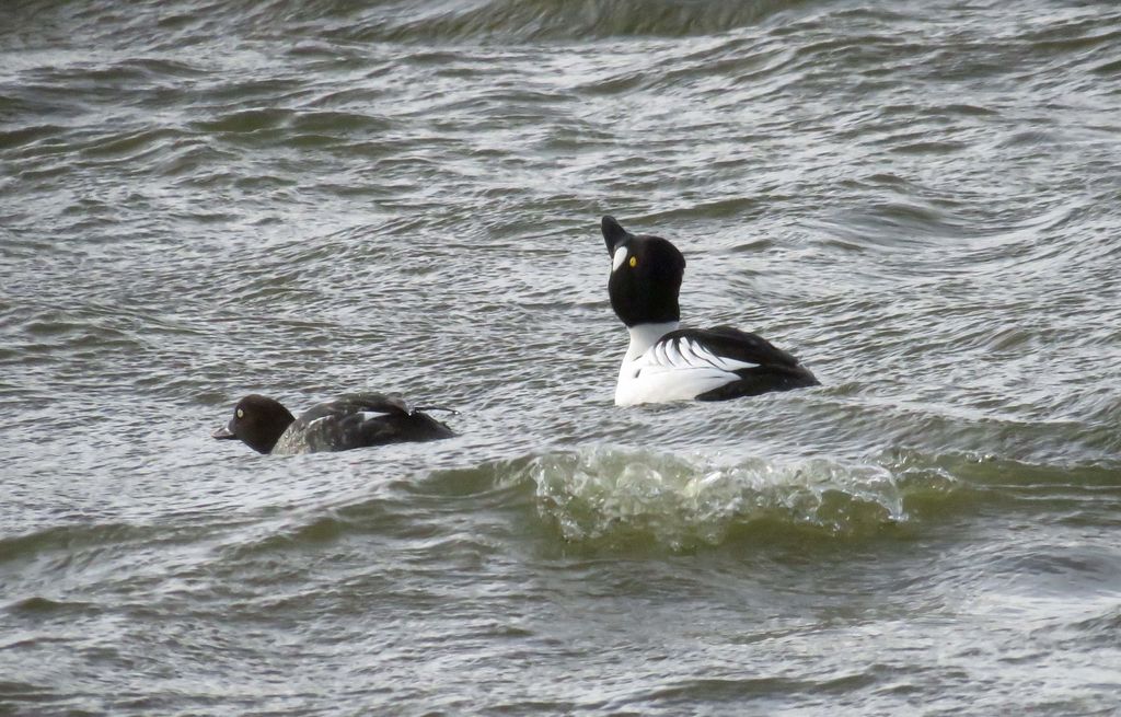 Goldeneye displaying