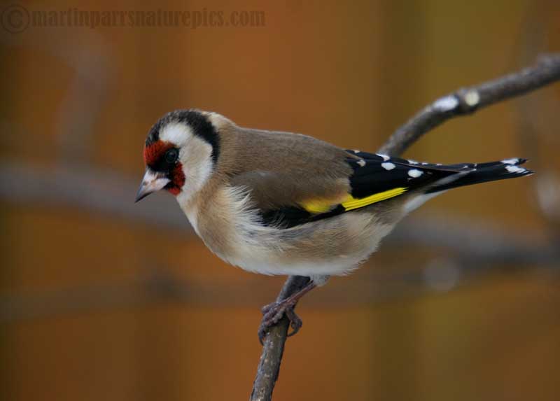 Goldfinch close up