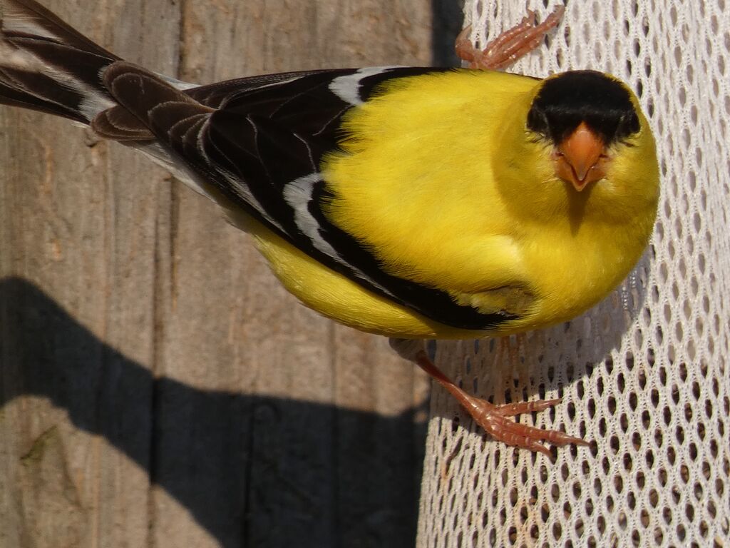 Goldfinch Male