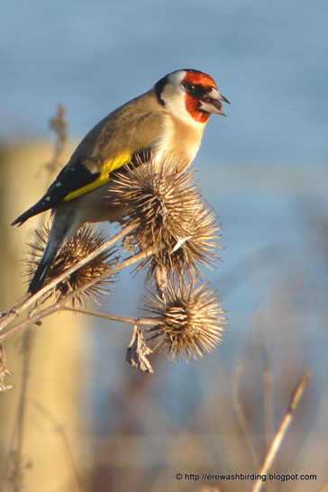 Goldfinch