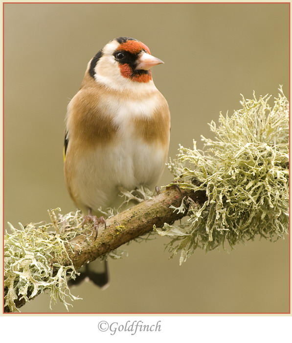 Goldfinch