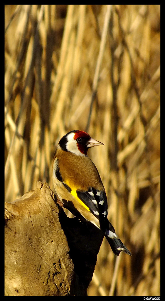 Goldfinch