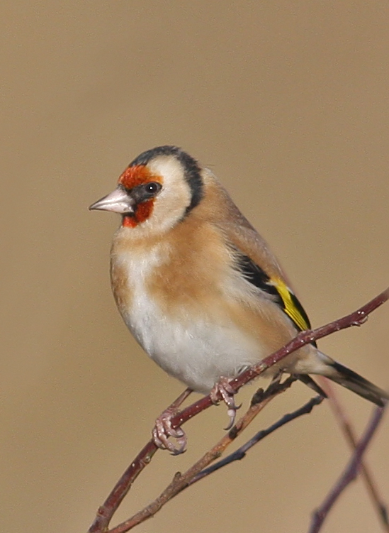 Goldfinch