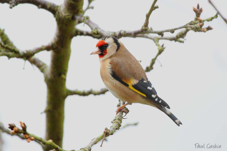 Goldfinch