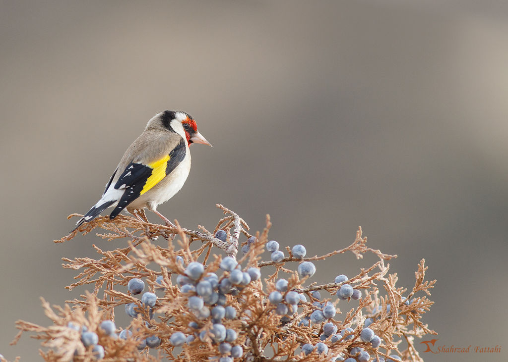 Goldfinch