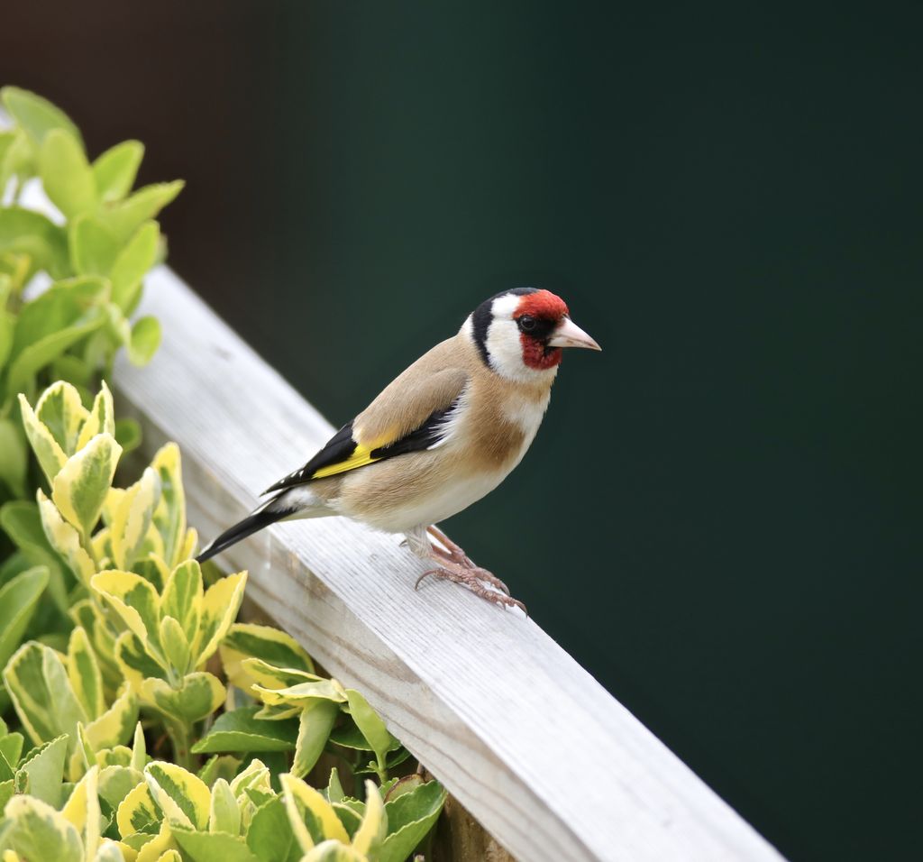 Goldfinch