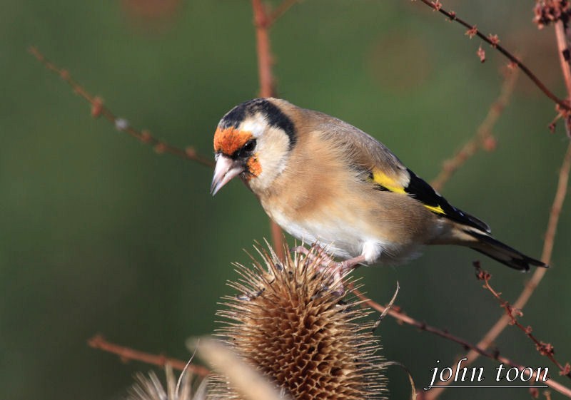 goldfinch