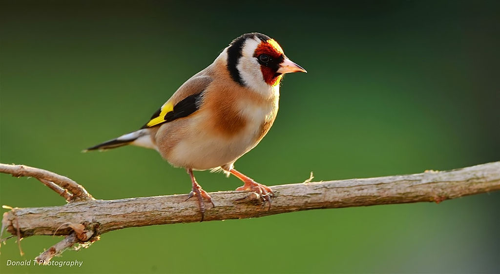 Goldfinch