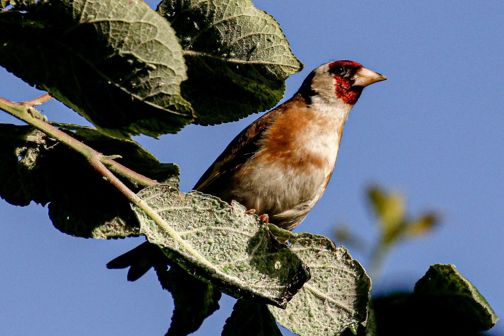 Goldfinch