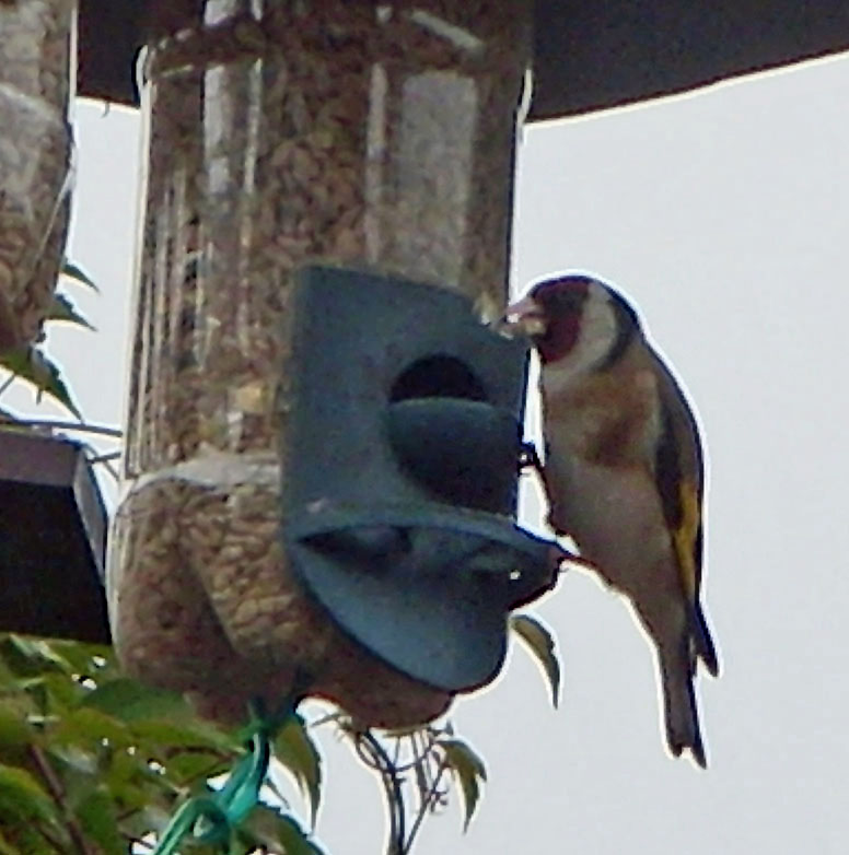 Goldfinch