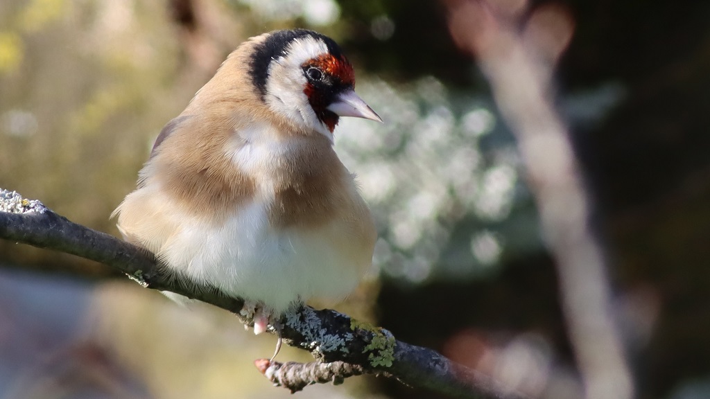 goldfinch