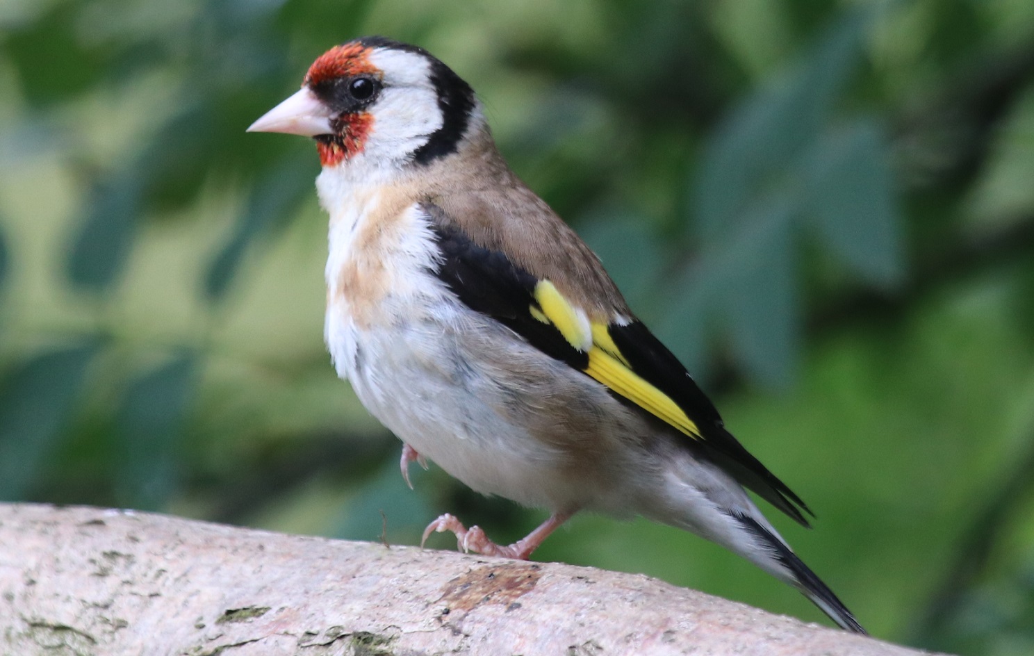 Goldfinch