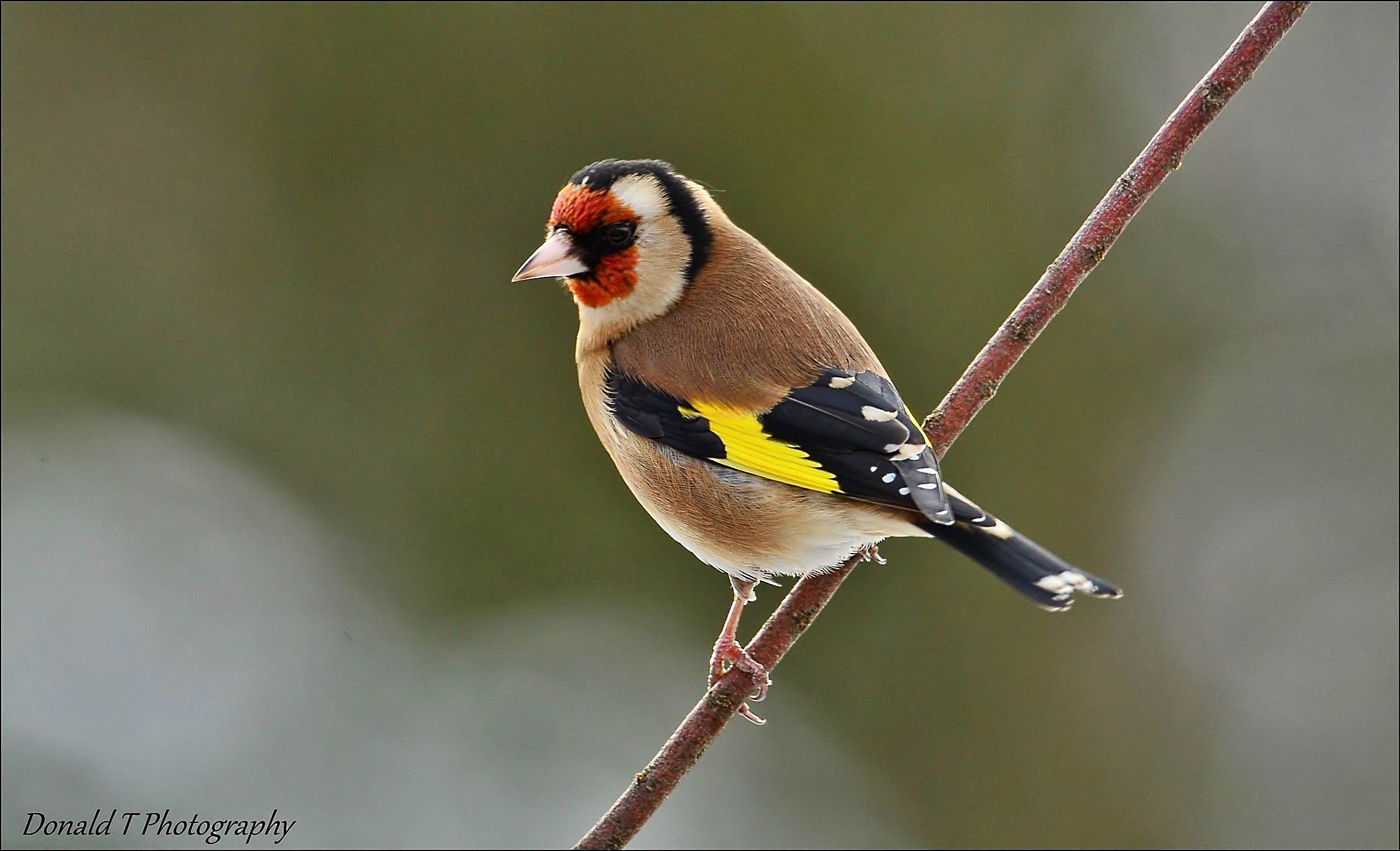 Goldfinch