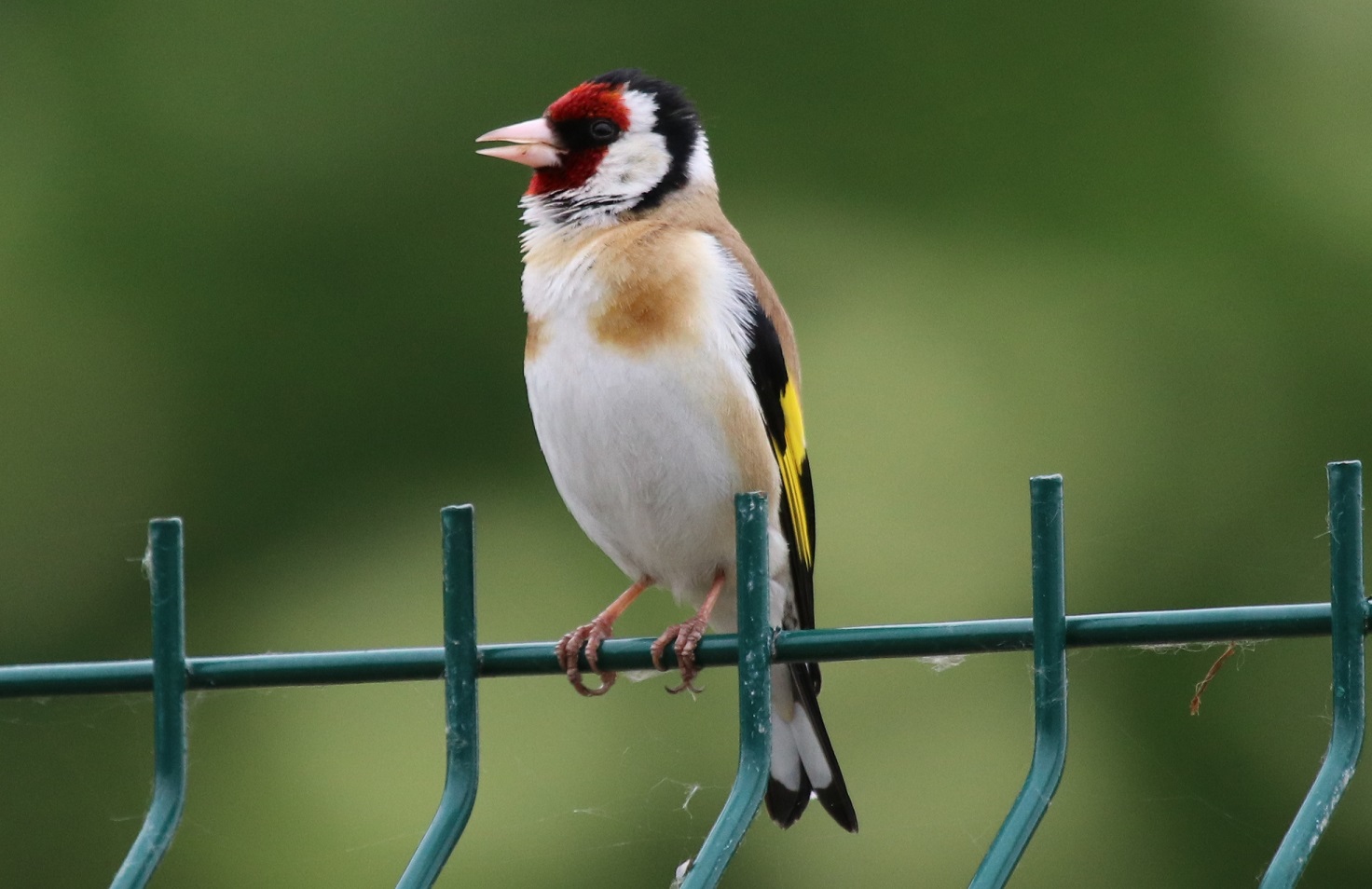 Goldfinch