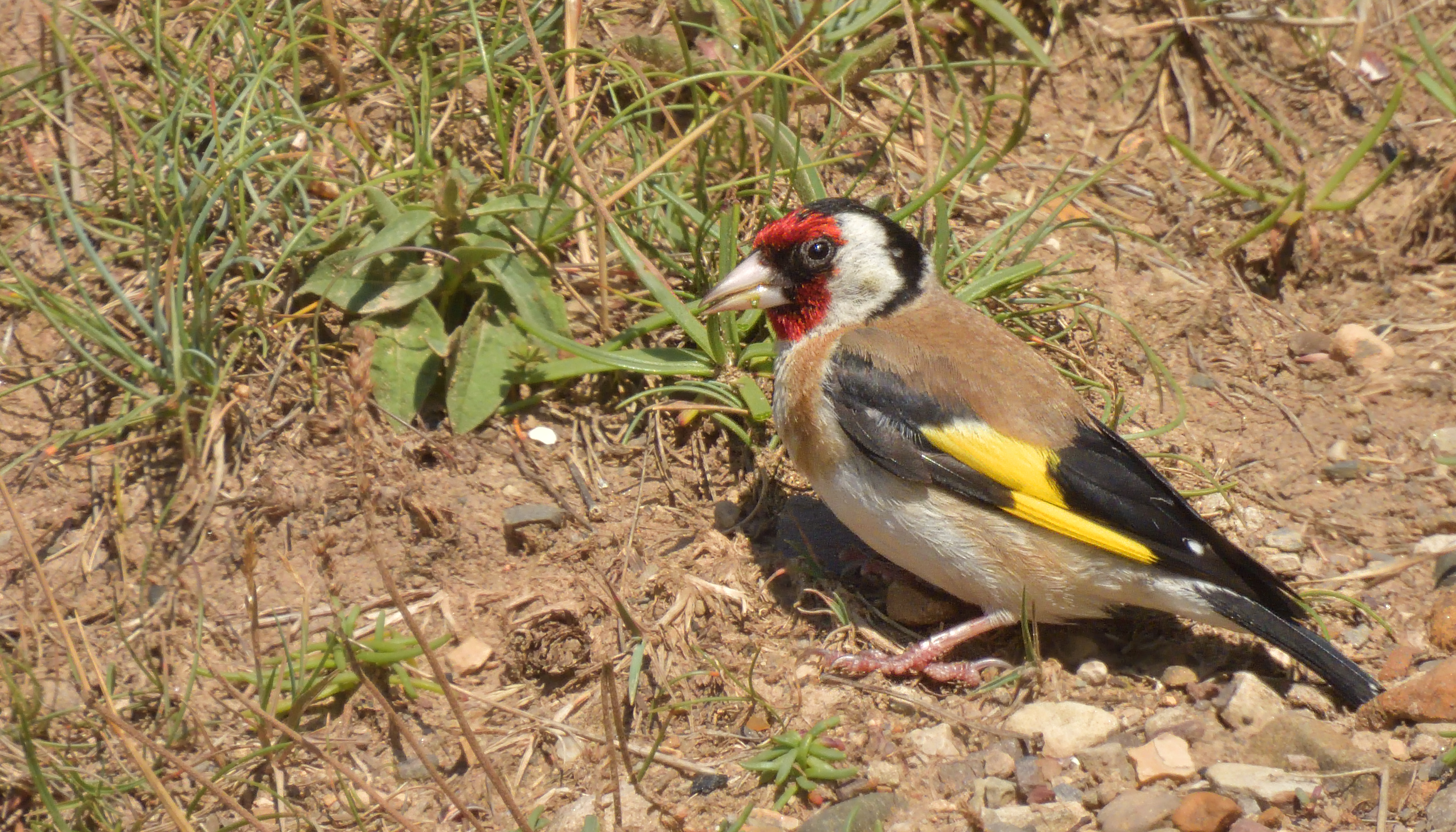 Goldfinch