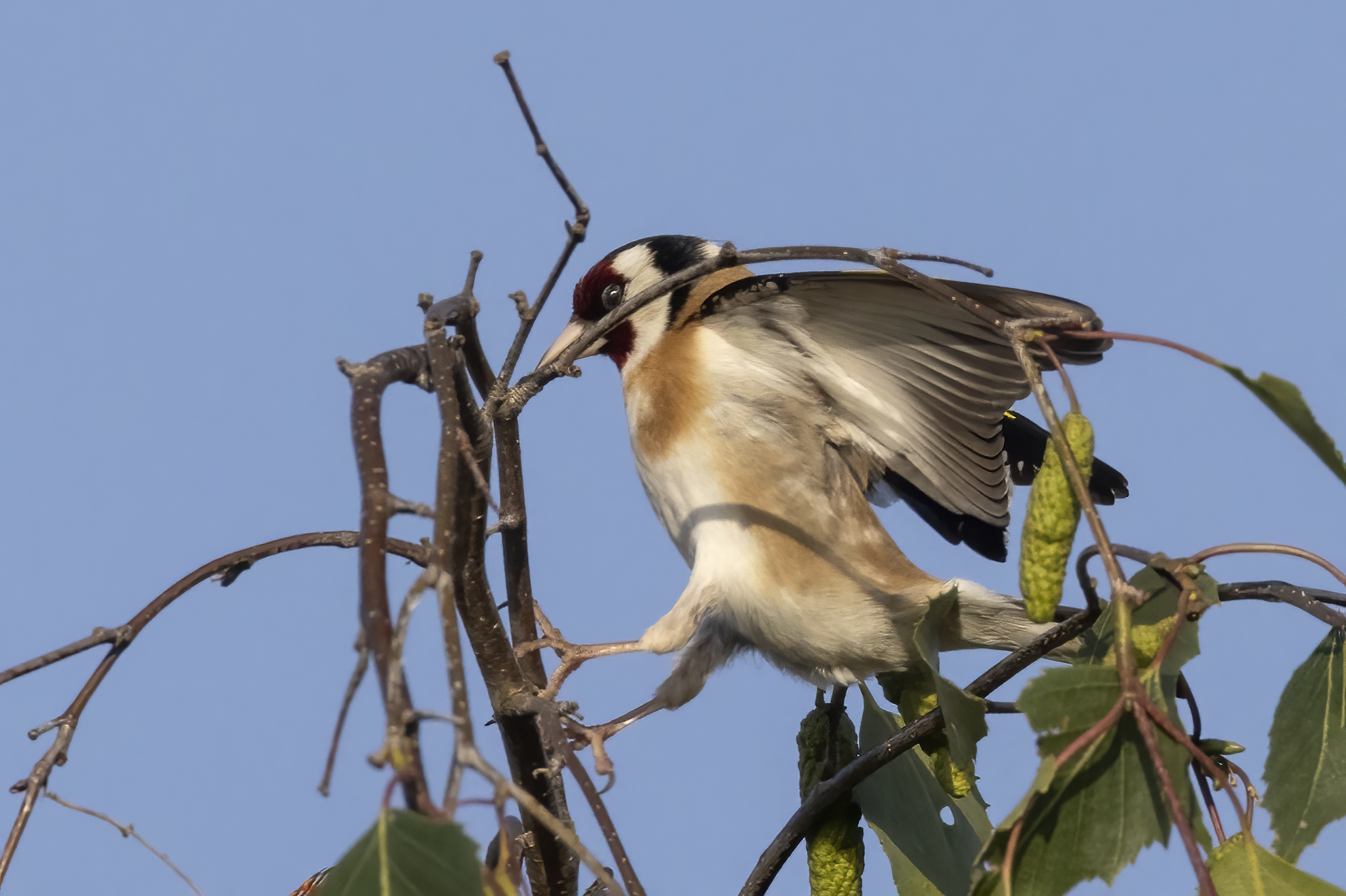 Goldfinch