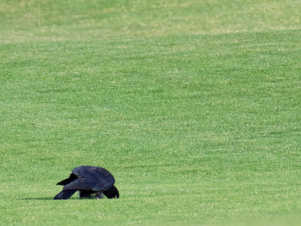 Golfer crow