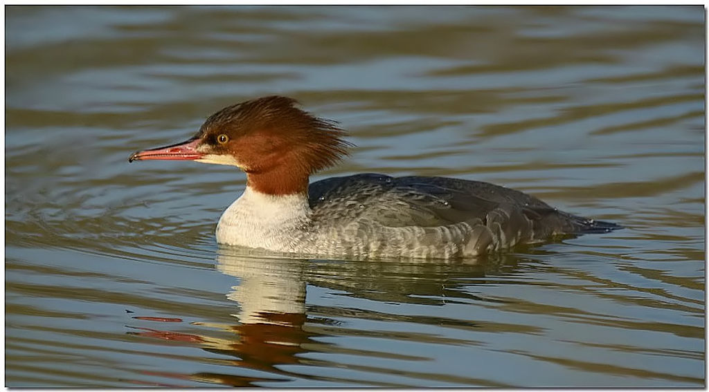 Goosander ( Female )