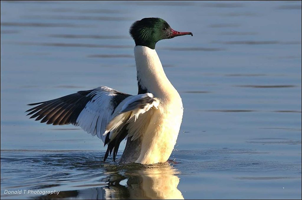 Goosander ( Male )